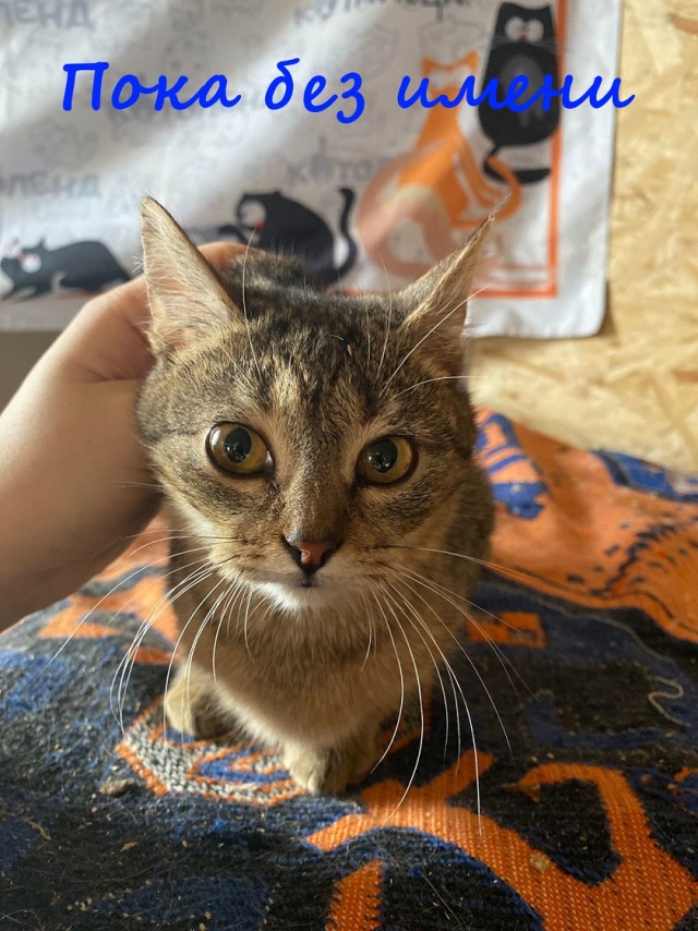 Жизнь домашнего приюта "Котоленд" 376