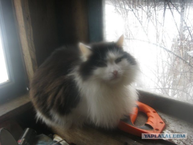 Жизнь домашнего приюта для котеек 437