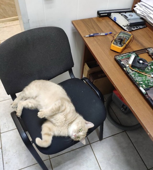 Котовторнику посвящается