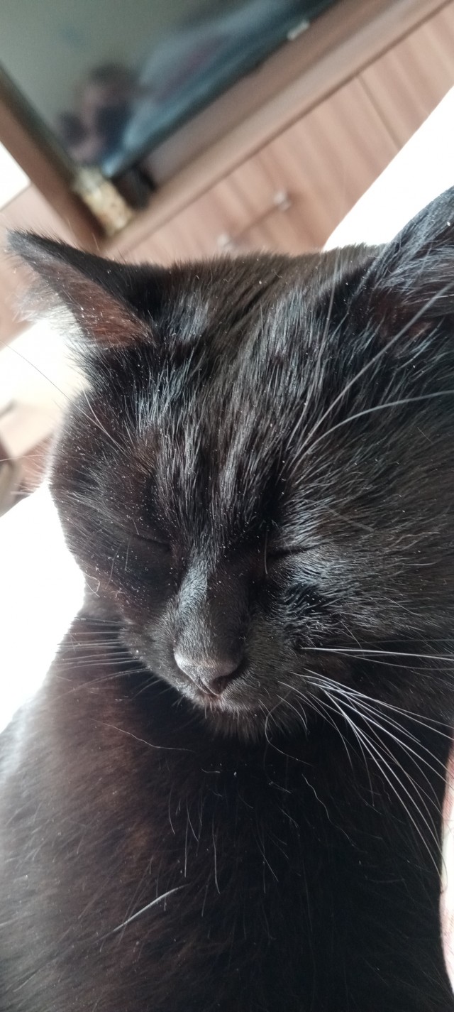 Котовторник