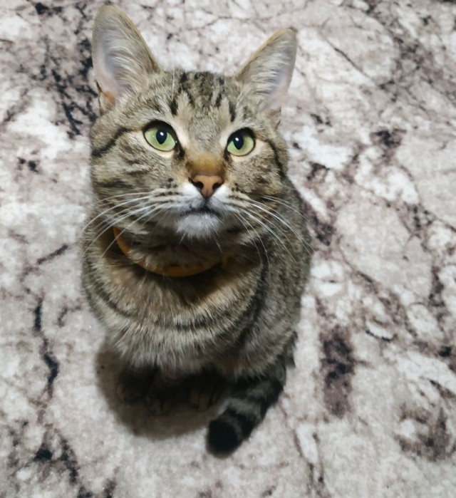 Котовторник