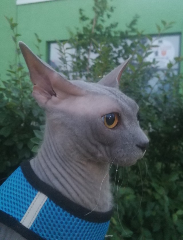 Красота диких кошек