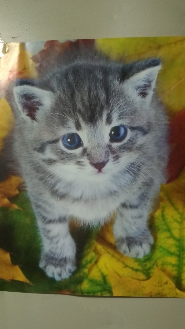 Коты на производстве