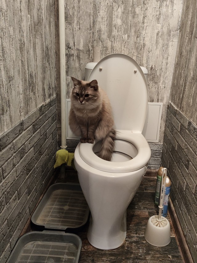 Разбавить политику