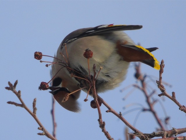 Свиристели, свиристели... пообедать прилетели!