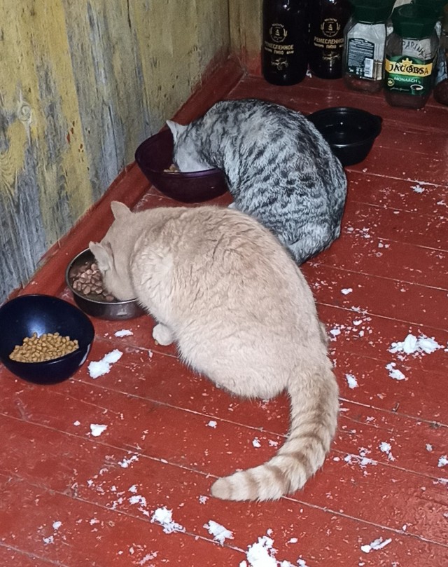 Всем кота за мой счёт. Я настаиваю