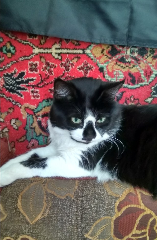 Заболел кот