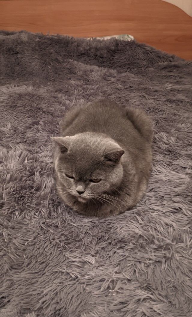 К котовторнику!)