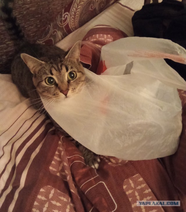 Очумелые Пёрышки