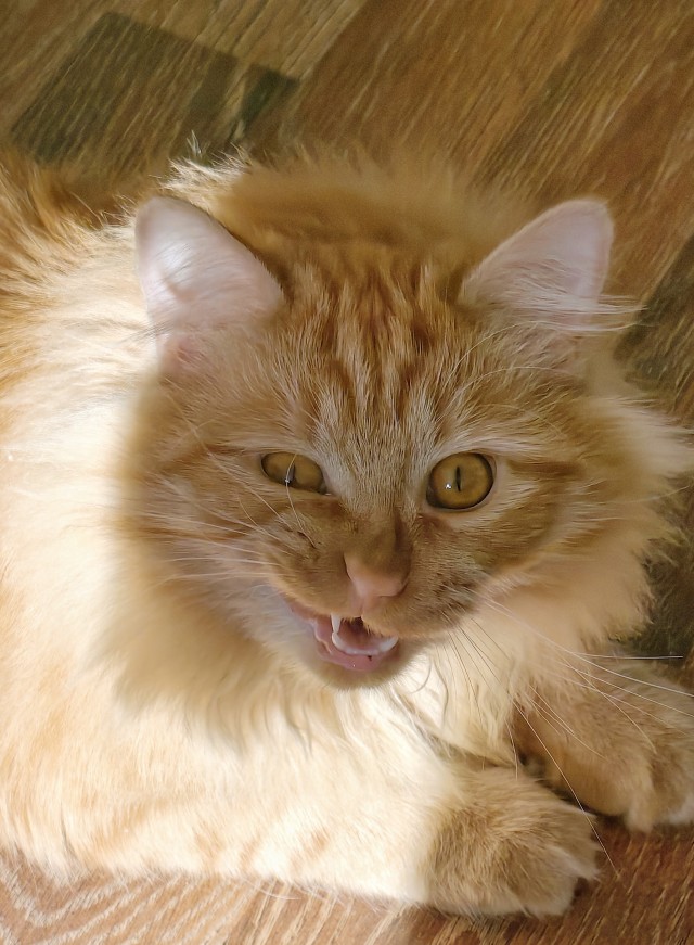 Совпало с котовторником.