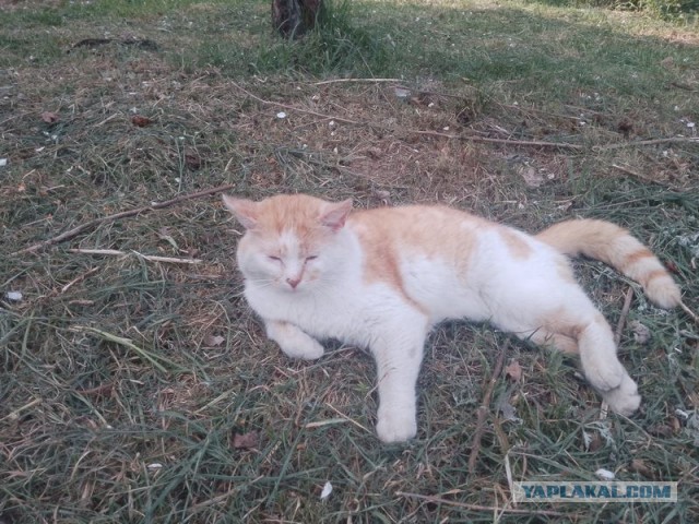 Жизнь домашнего приюта для котеек 542