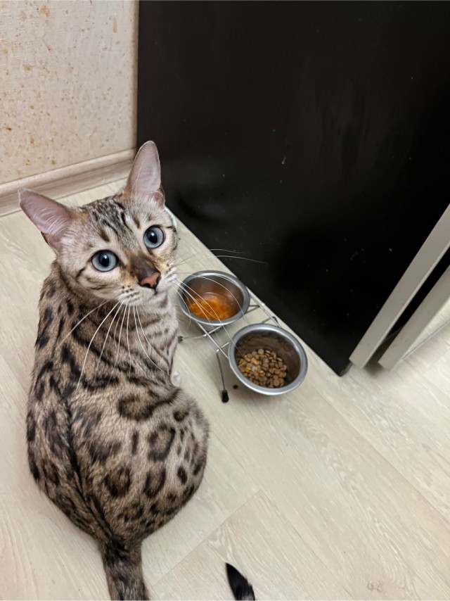 Котовторник