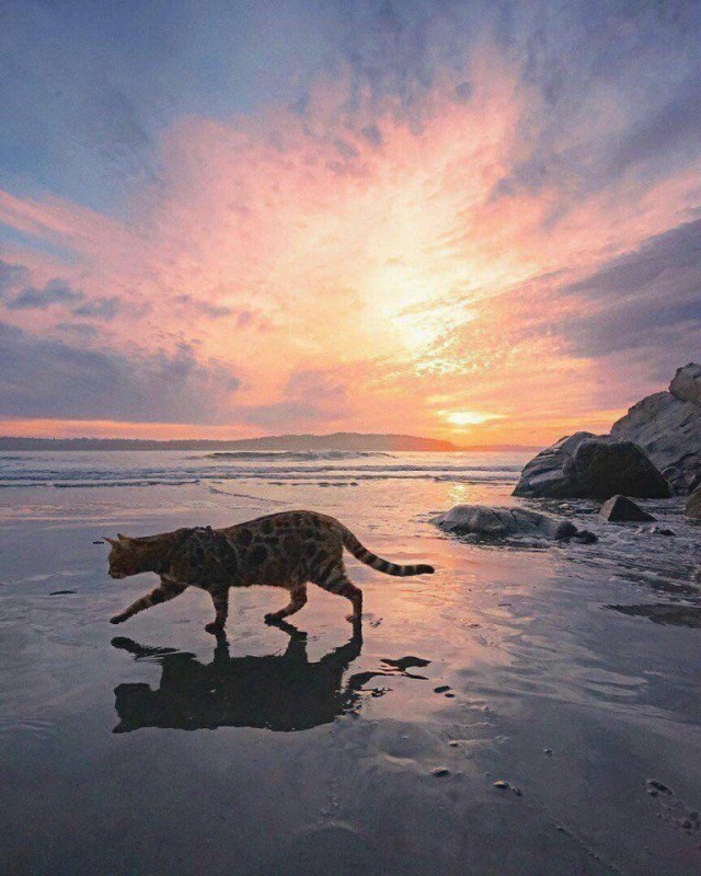 Когда котик живёт лучше чем большинство людей