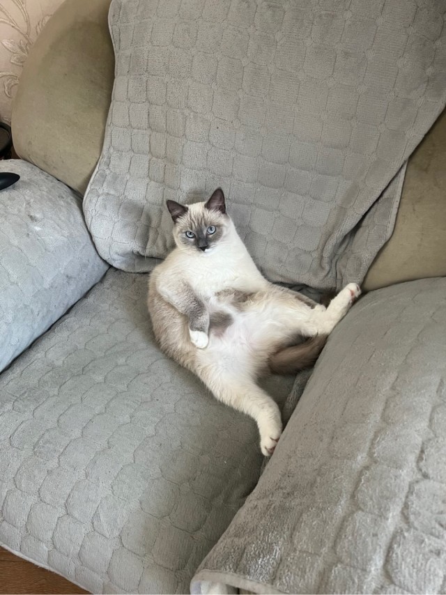Котовторник