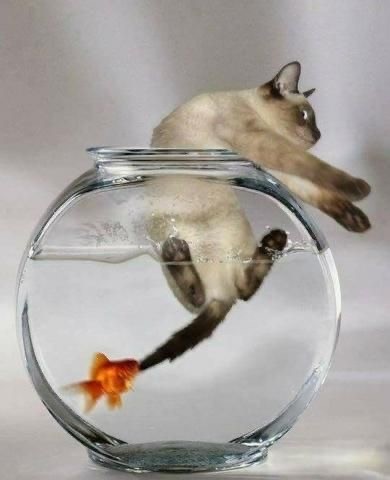 Рыбный четверг