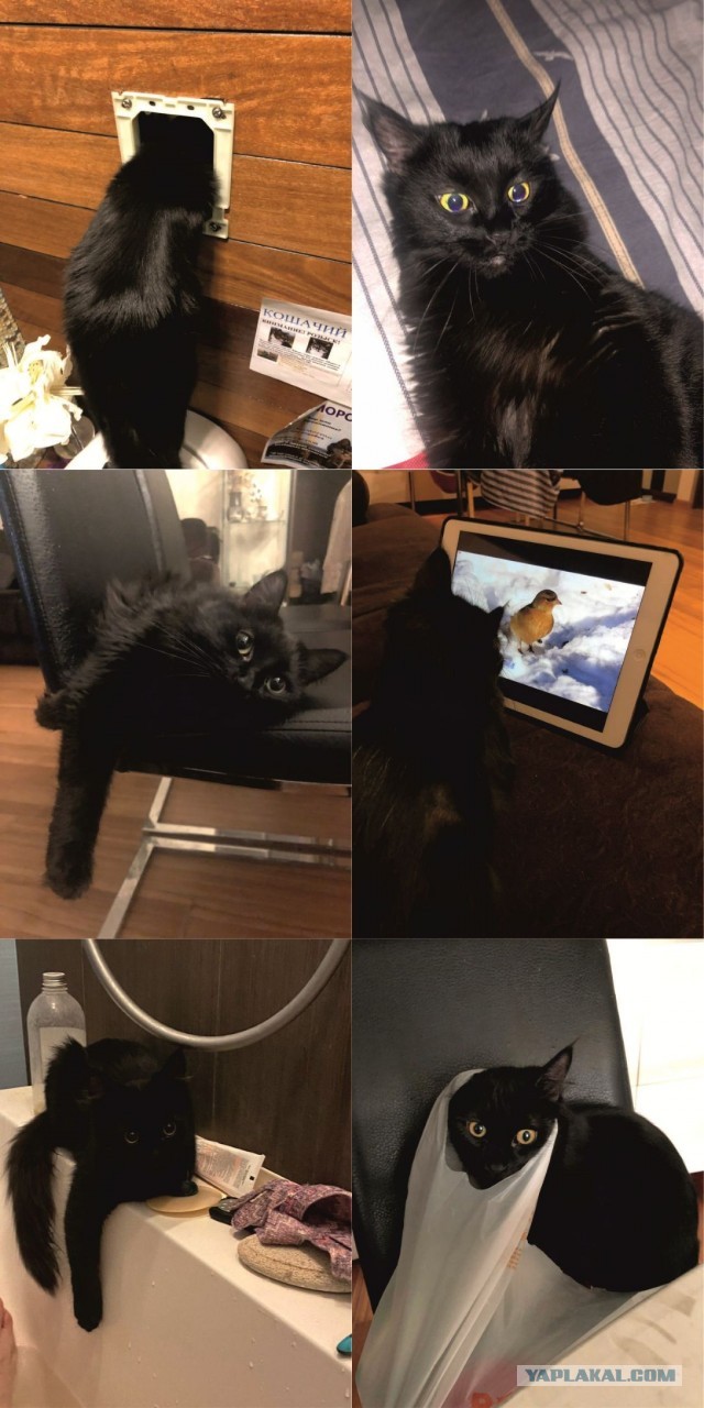 МоеЭ Котэ