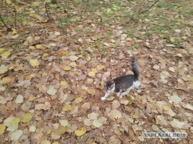 Жизнь домашнего приюта для котеек 562