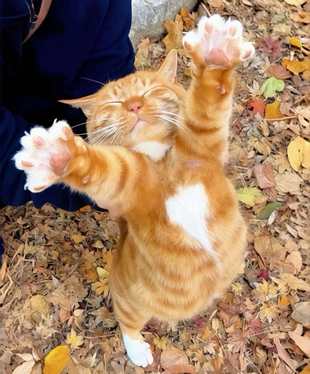 Прикольные и просто красивые картинки 18.11.2025