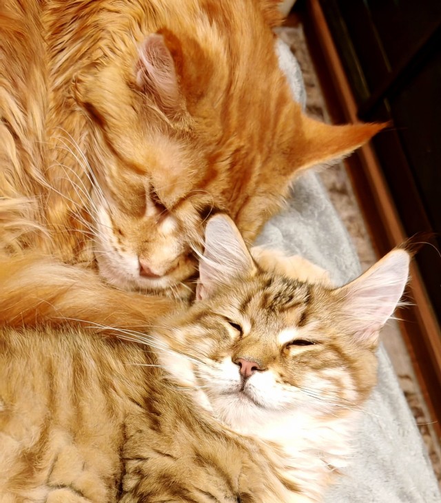Привет, котовторник.
