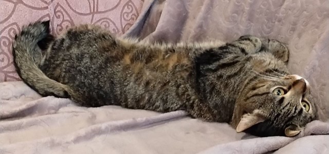 Котофторник жеж