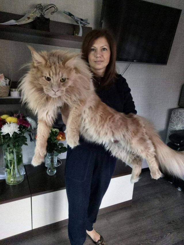 Картинки понедельника