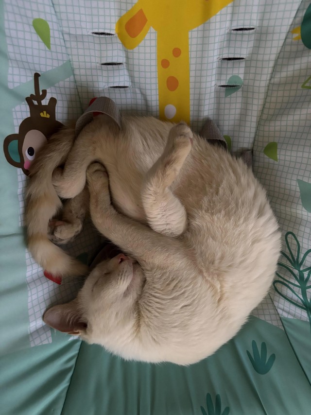 Кот очень настойчиво хотел домой