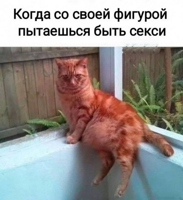 Веселые картинки в понедельник (06.04)