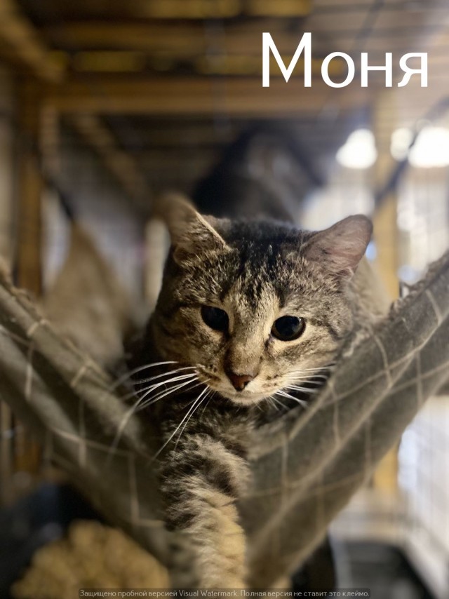 Жизнь домашнего приюта "Котоленд" 541