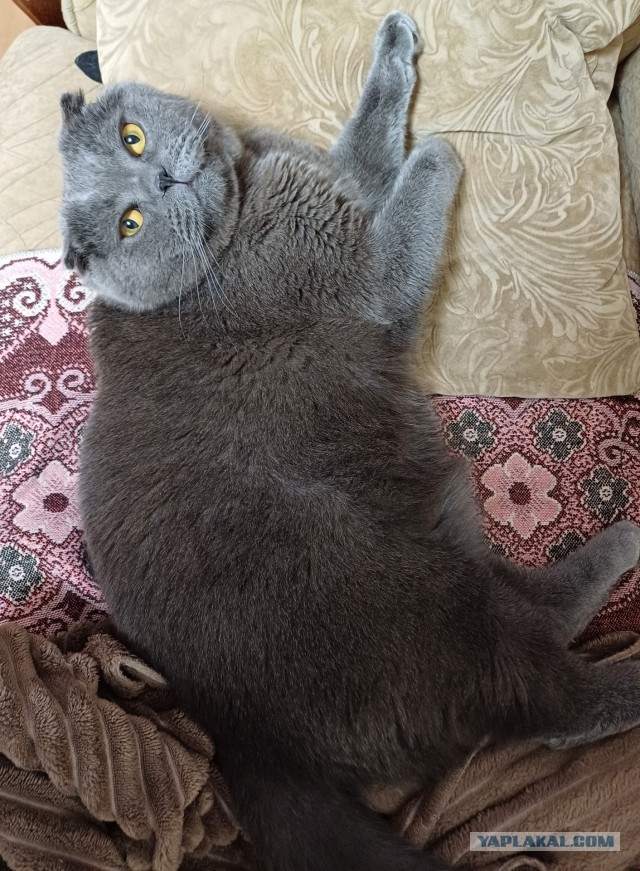 Принимайте в ряды вислоухих