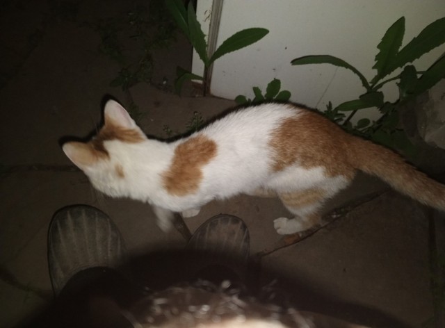 Кот пердит..