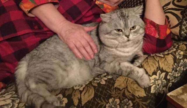 Котовое