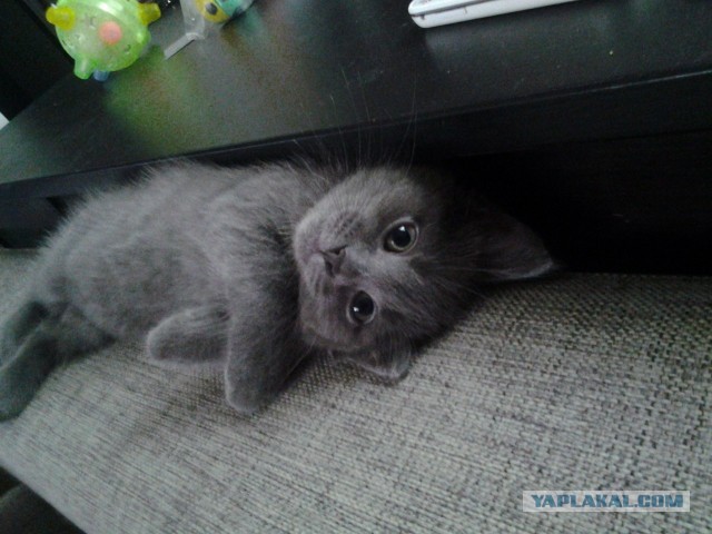 Котовторник  30.07.2013