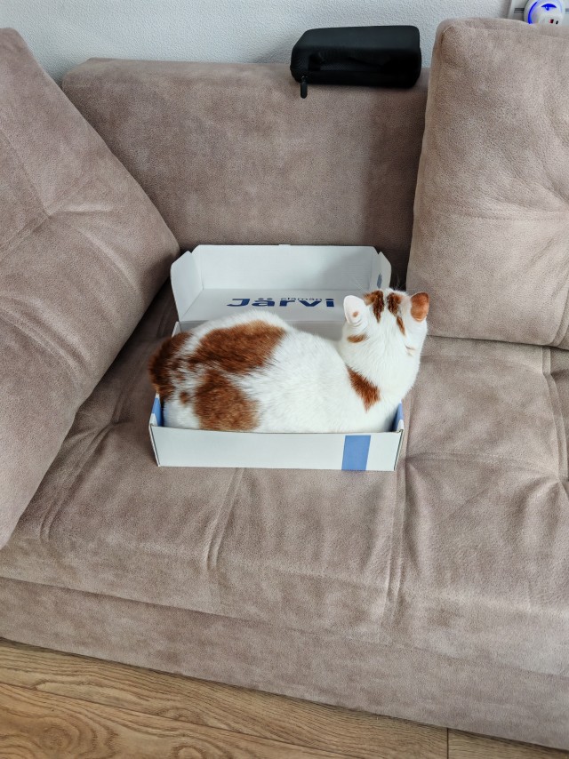 Котовторник и кошка