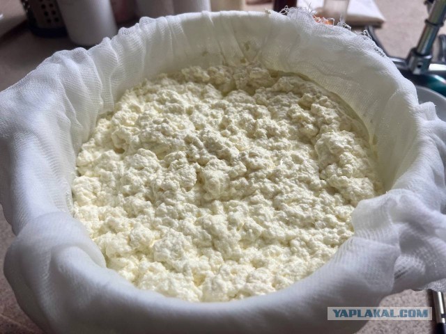 Адыгейский сыр (без сыворотки)
