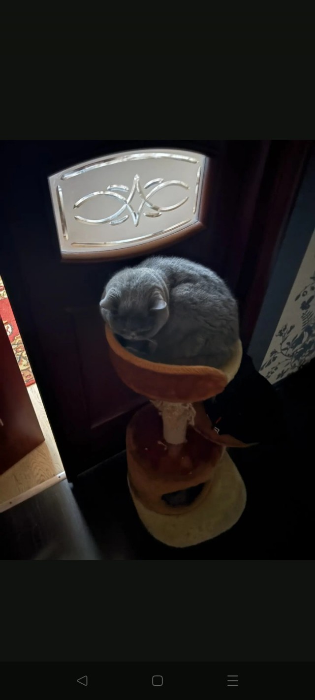 Очередной котовторник
