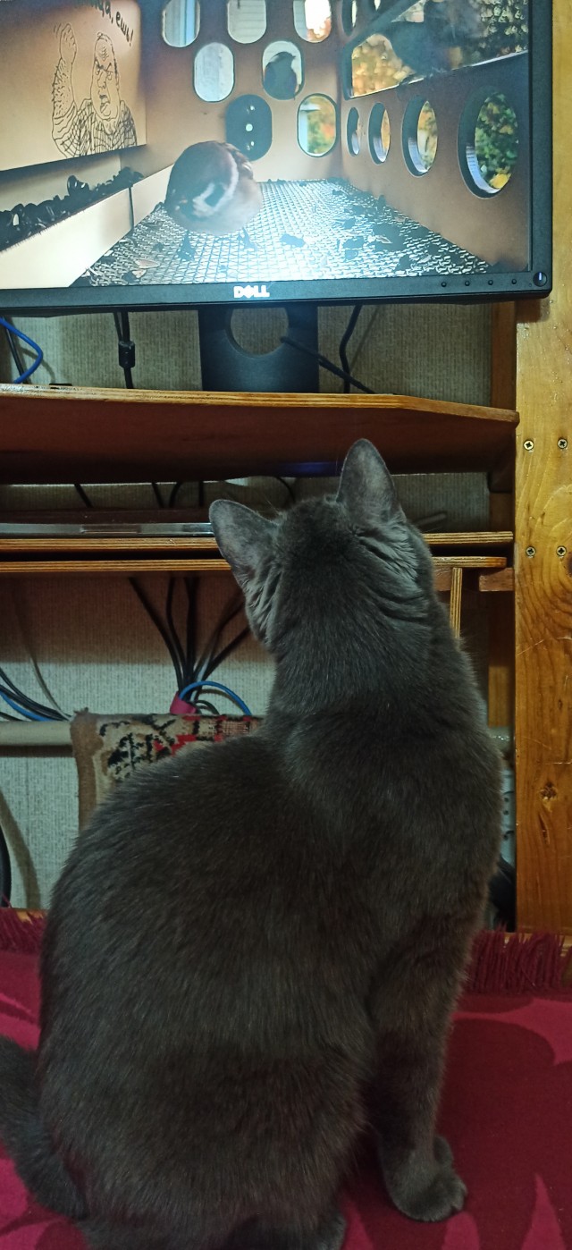 Онлайн кормушка