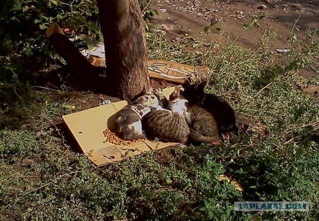 Котовторник 17.09.2013