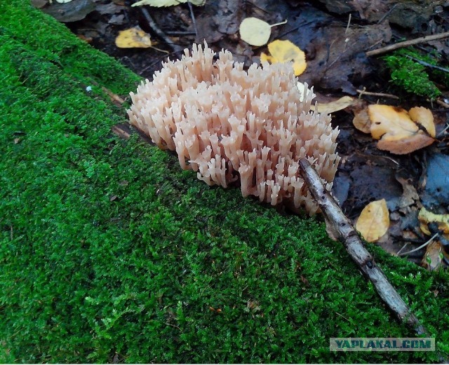 Грибной рай