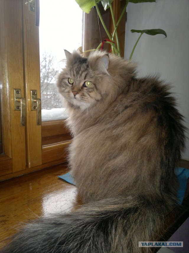 Котовторник  28.01.14