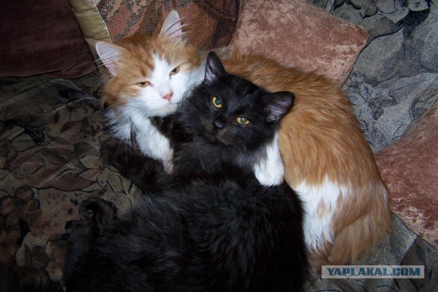 Котовторник 25.02.2014