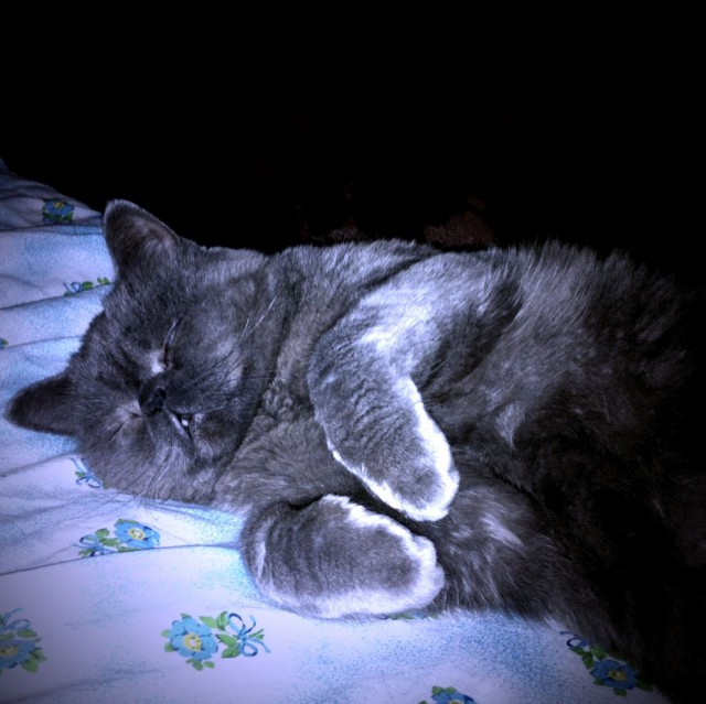 Котовторник 6.05.2014