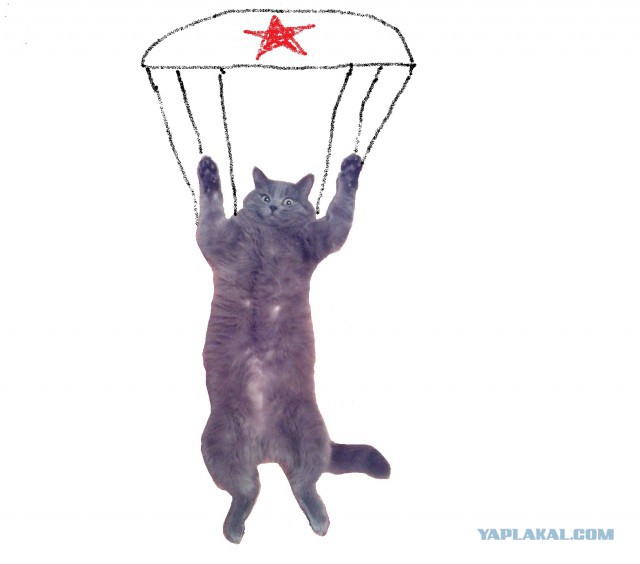 Жабы на котэ