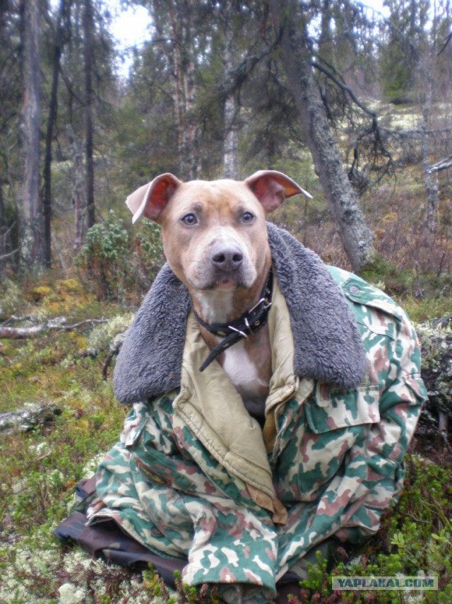 21 повод быть благодарным собаке