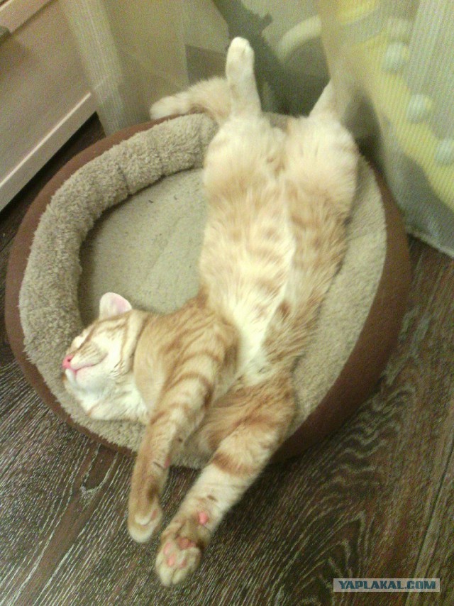 Котовторник