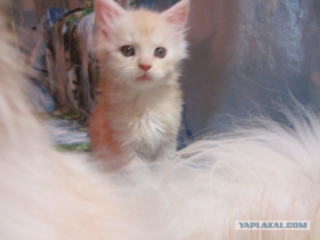 Котовторник
