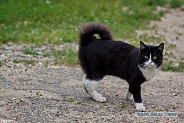 Котовторник