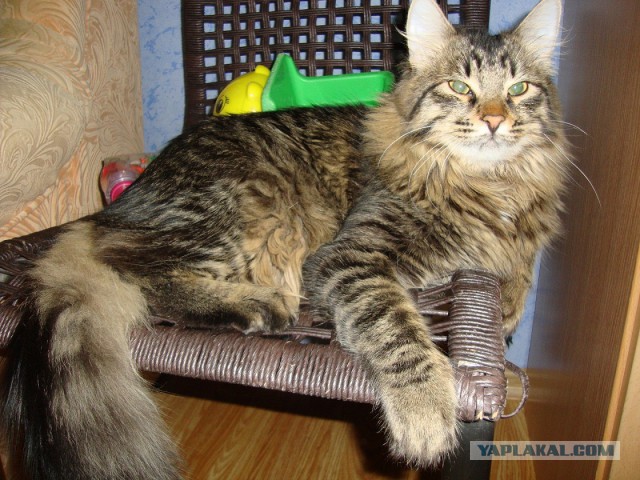 Котовторник 24.03.2015