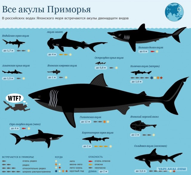 В Приморье акула откусила купальщику руки