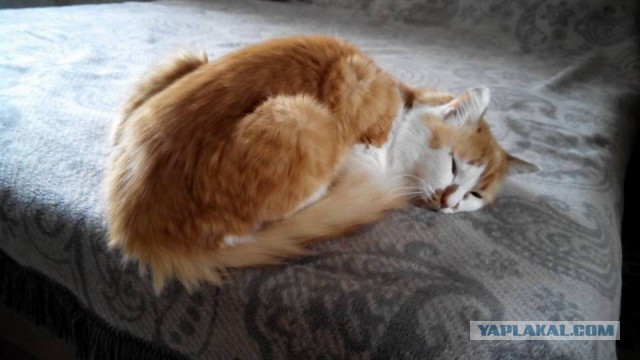 Котовторник