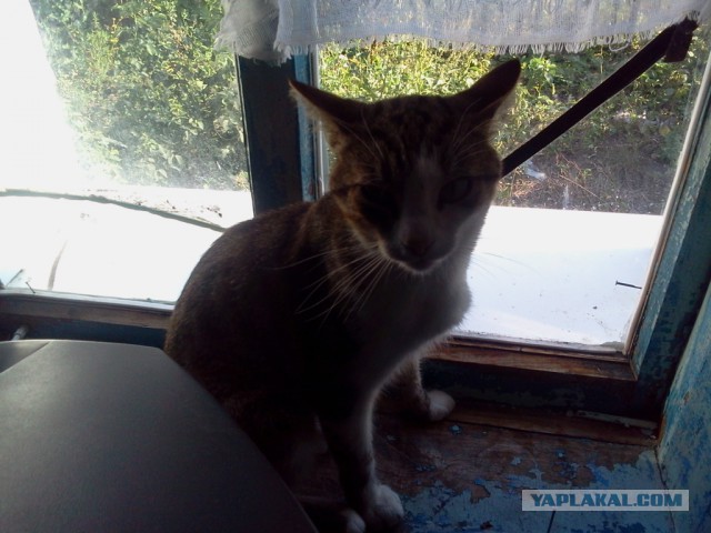 Котовторник 25.08.2015